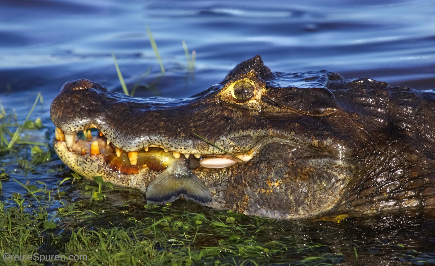 Brillenkaiman mit Piranha