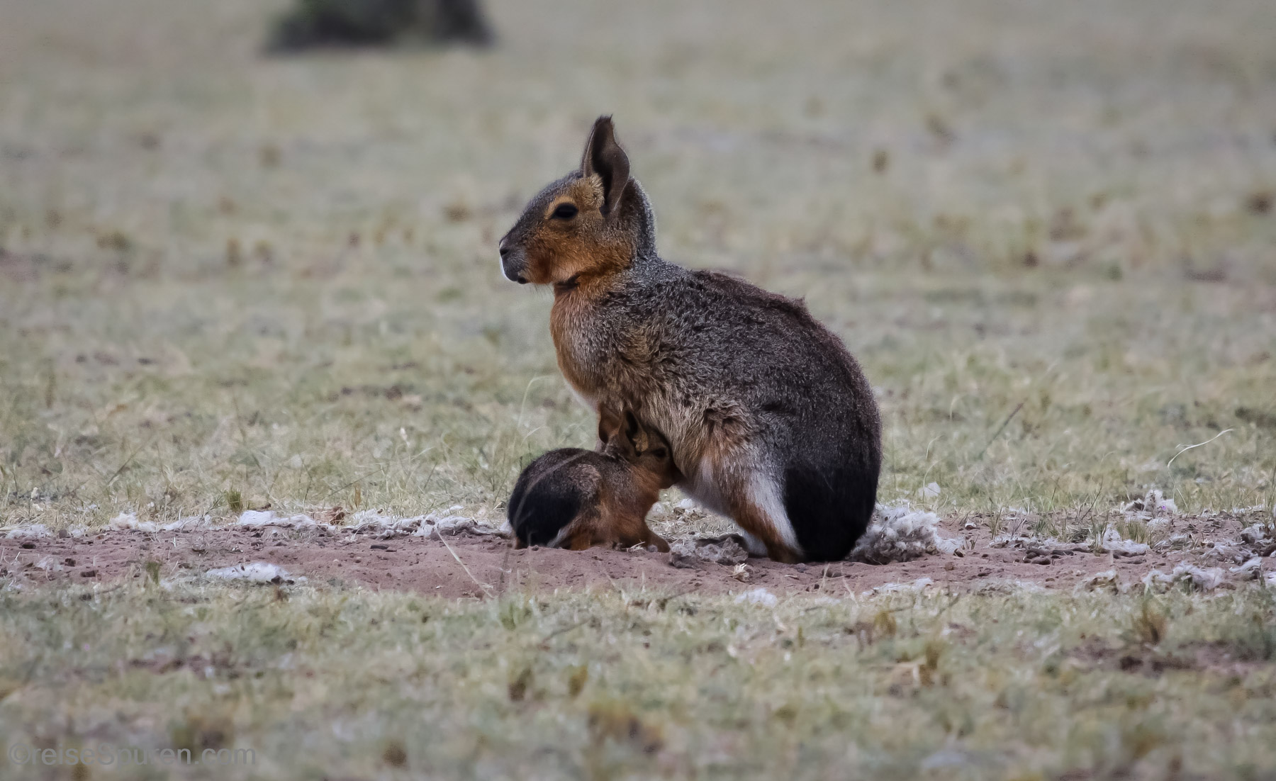 Großer Pampashase (Mara)