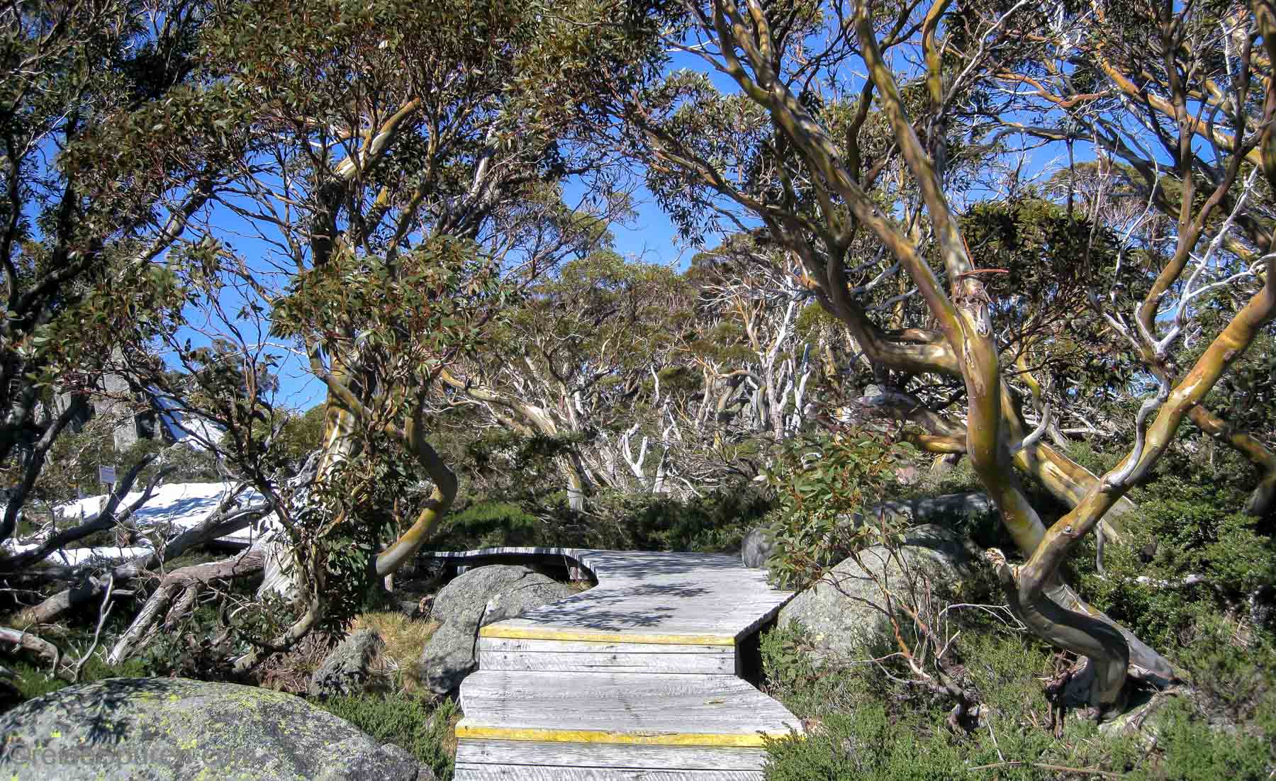 Snowgum