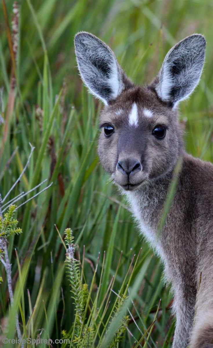 Westliches Graues Riesenkänguru