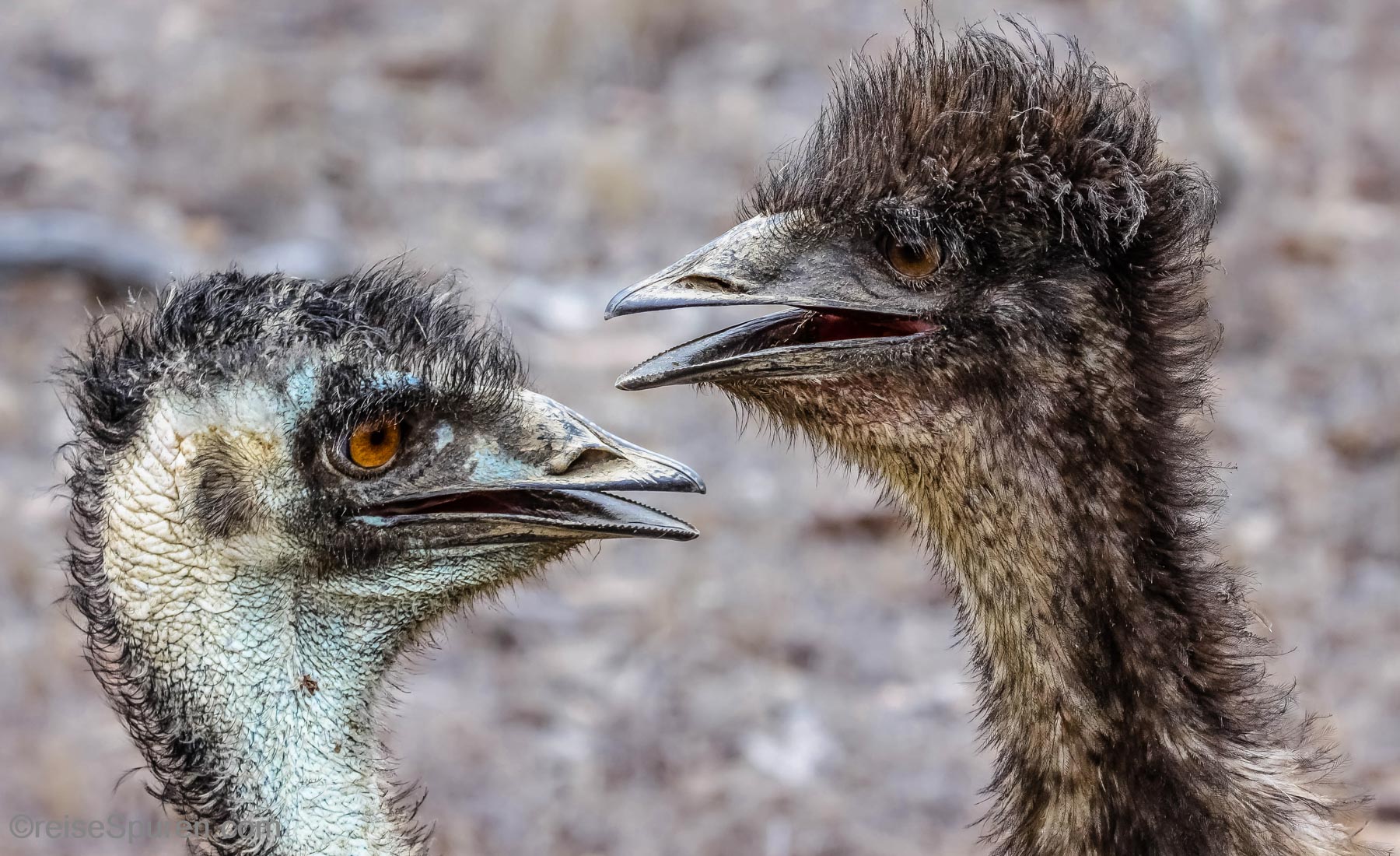 Emus