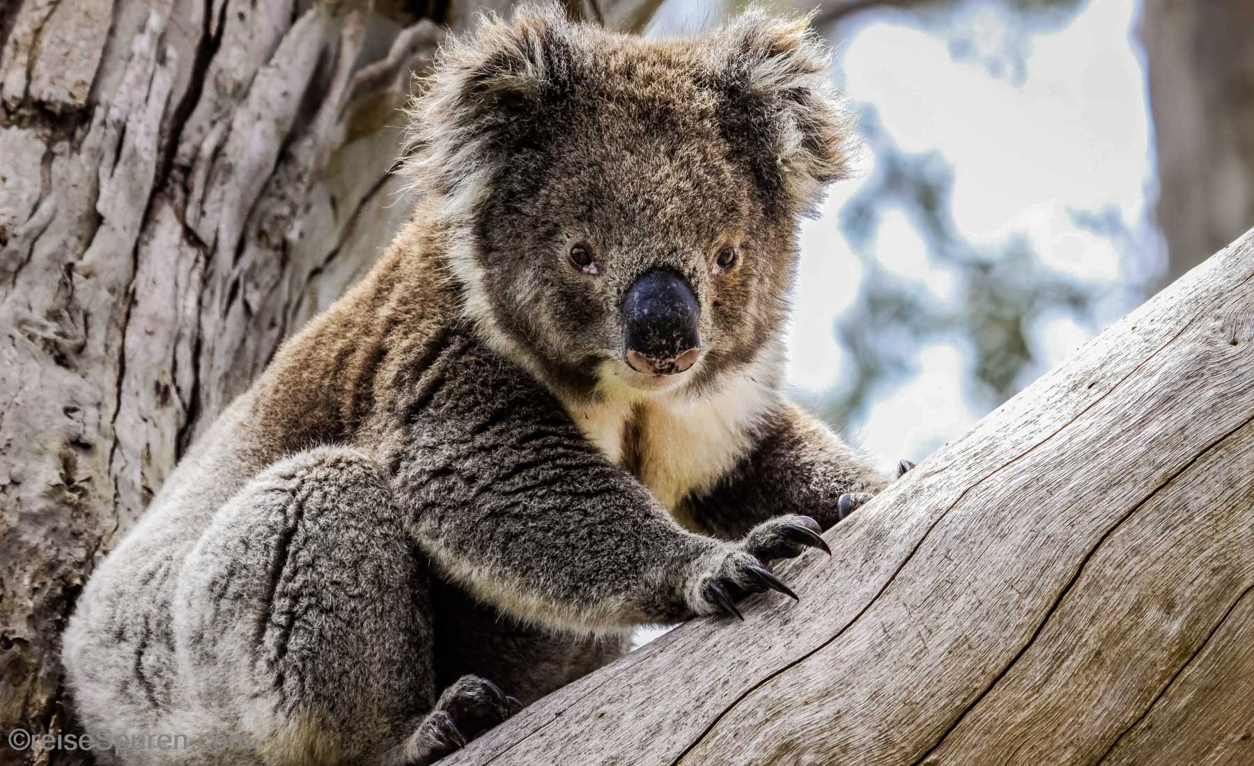 Koala