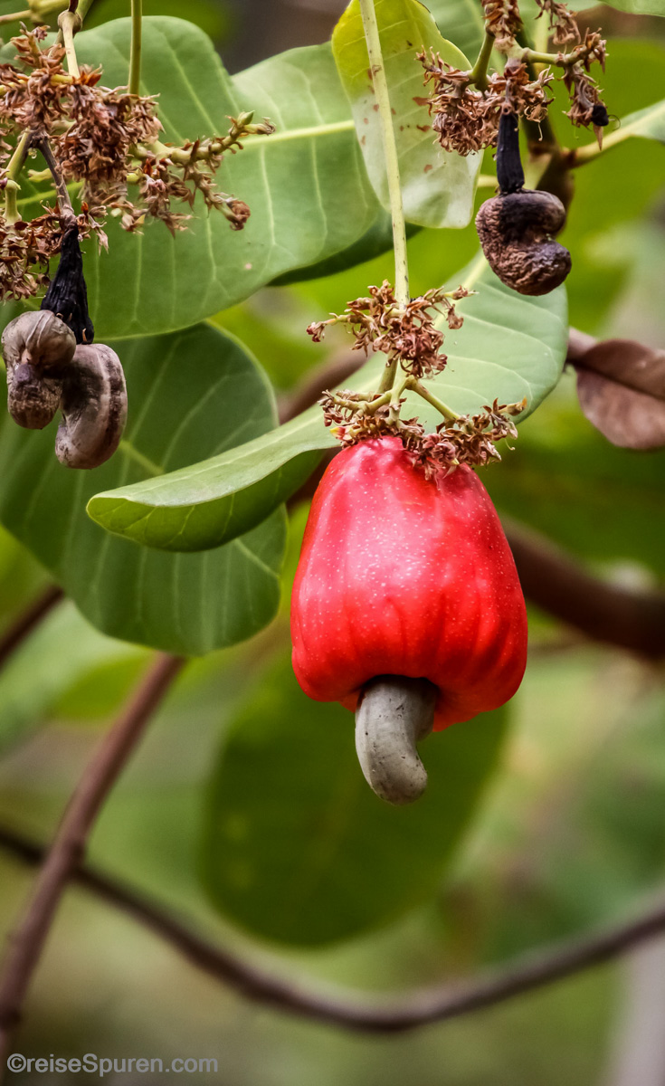 Cashew