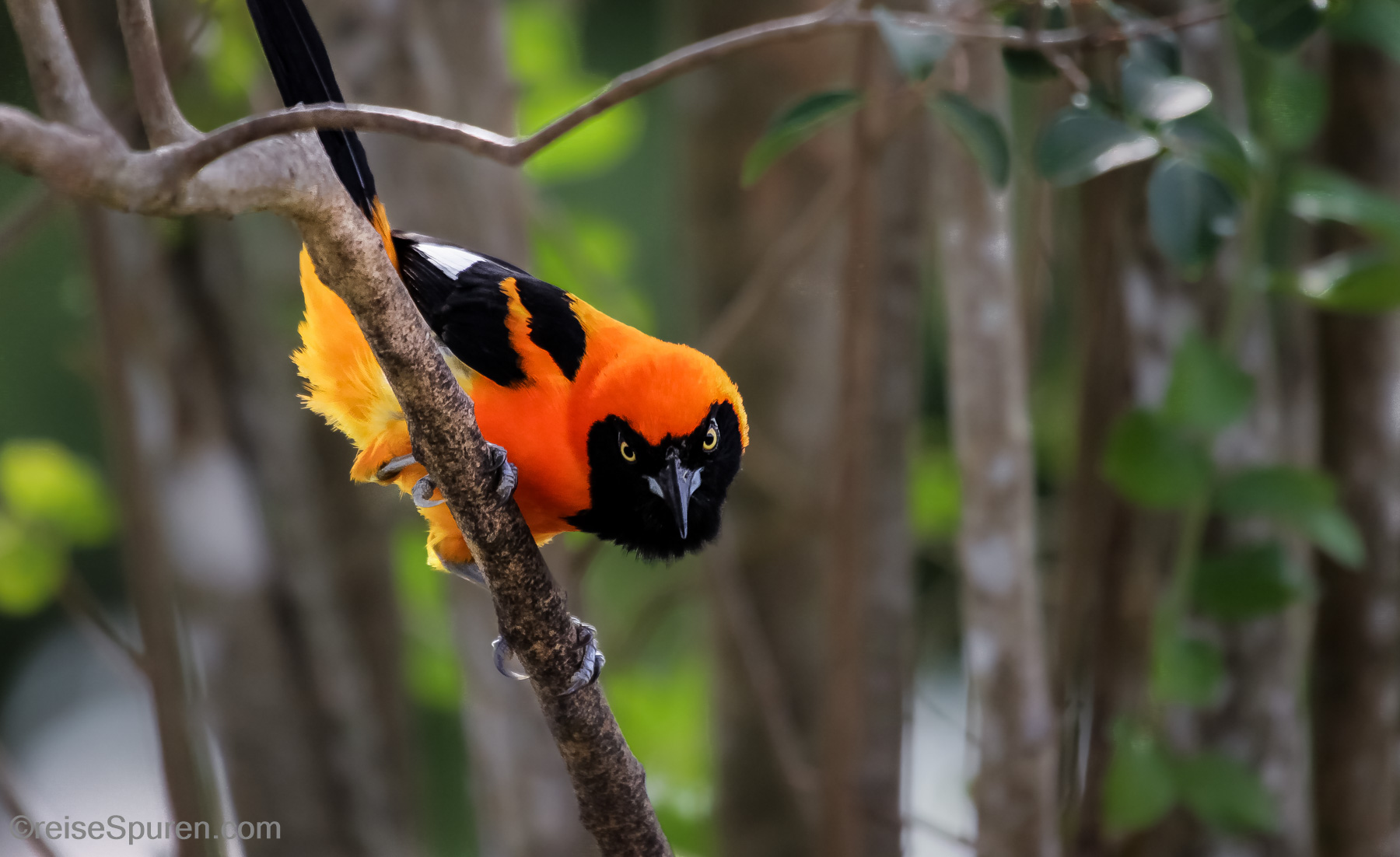 Orangerückentrupial