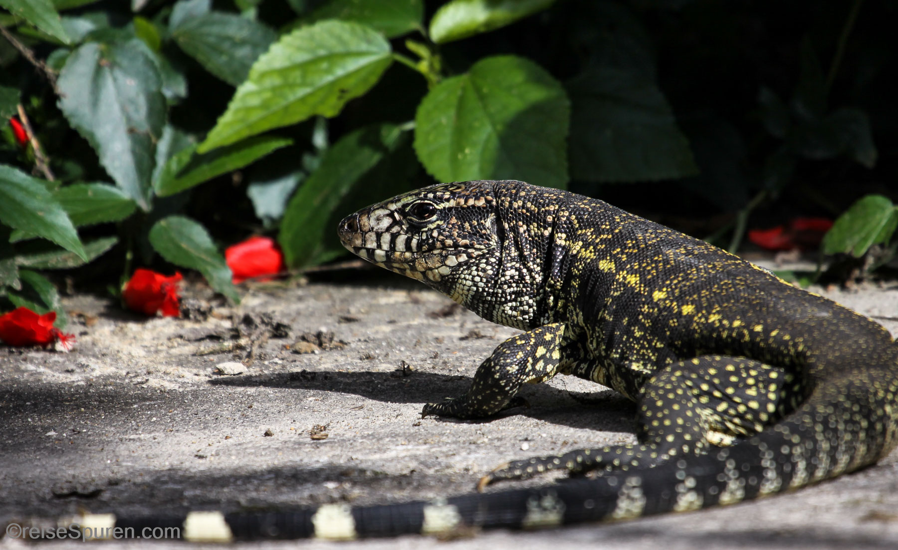 Schwarzweißer Tegu