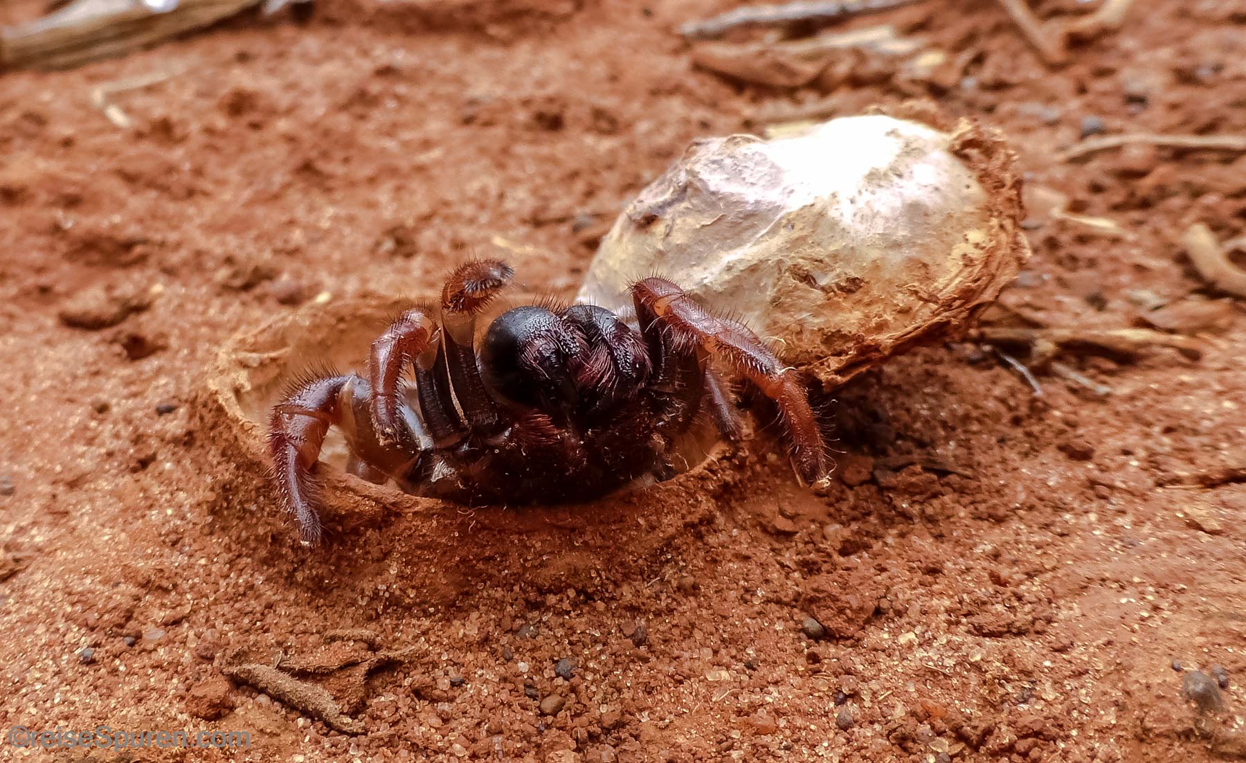 Spinne