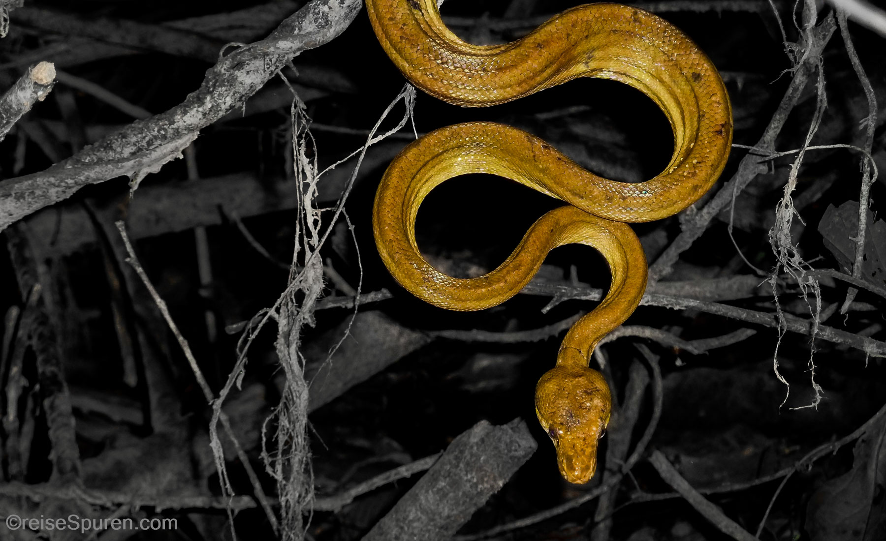 Boa