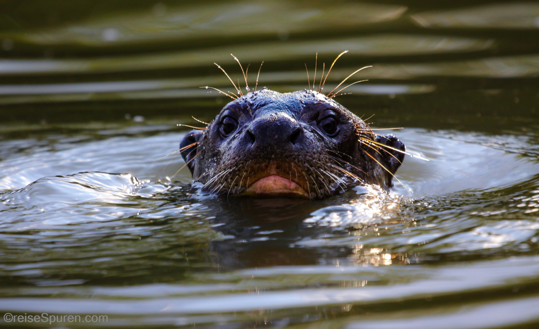 Riesenotter