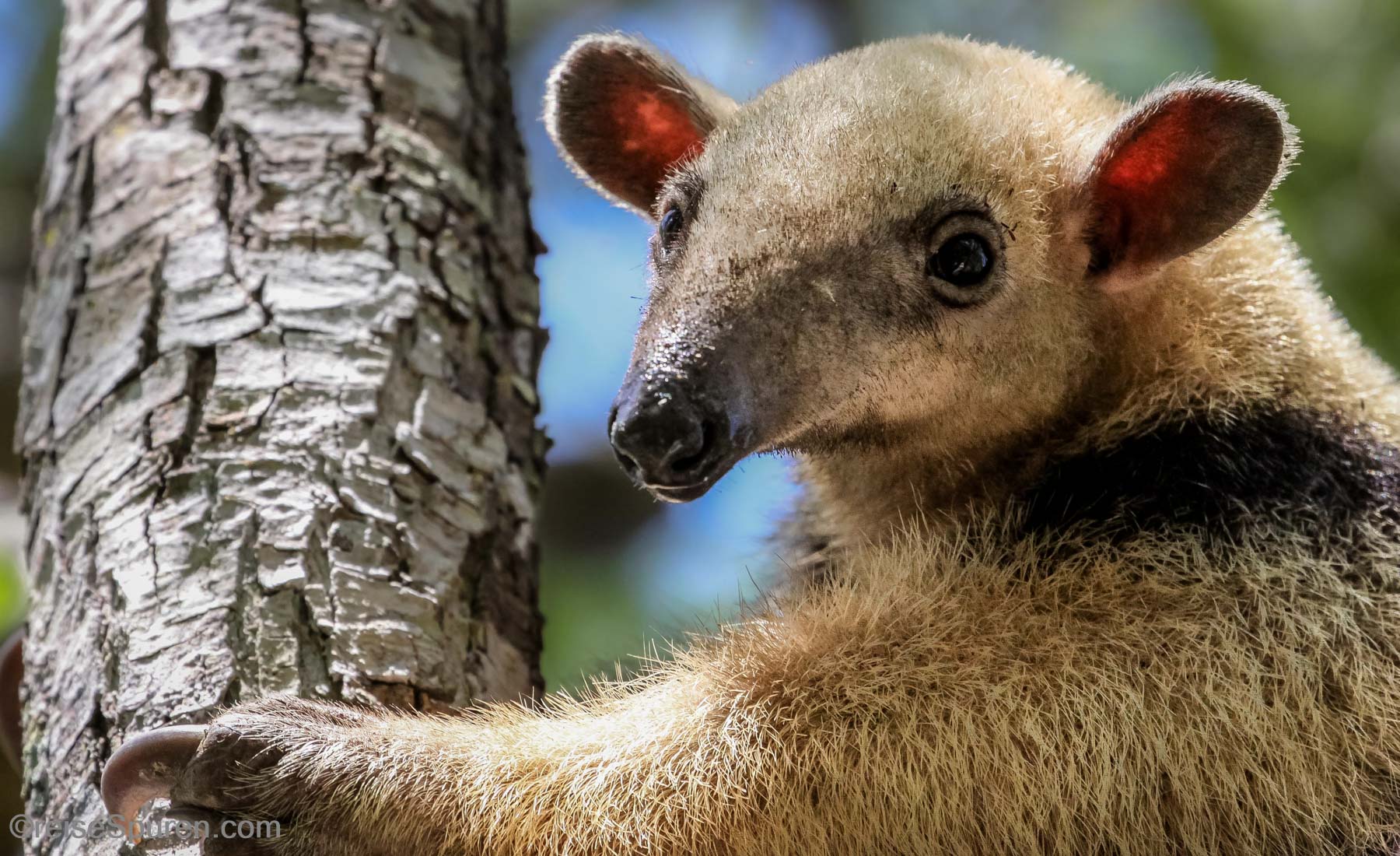 Ameisenbär