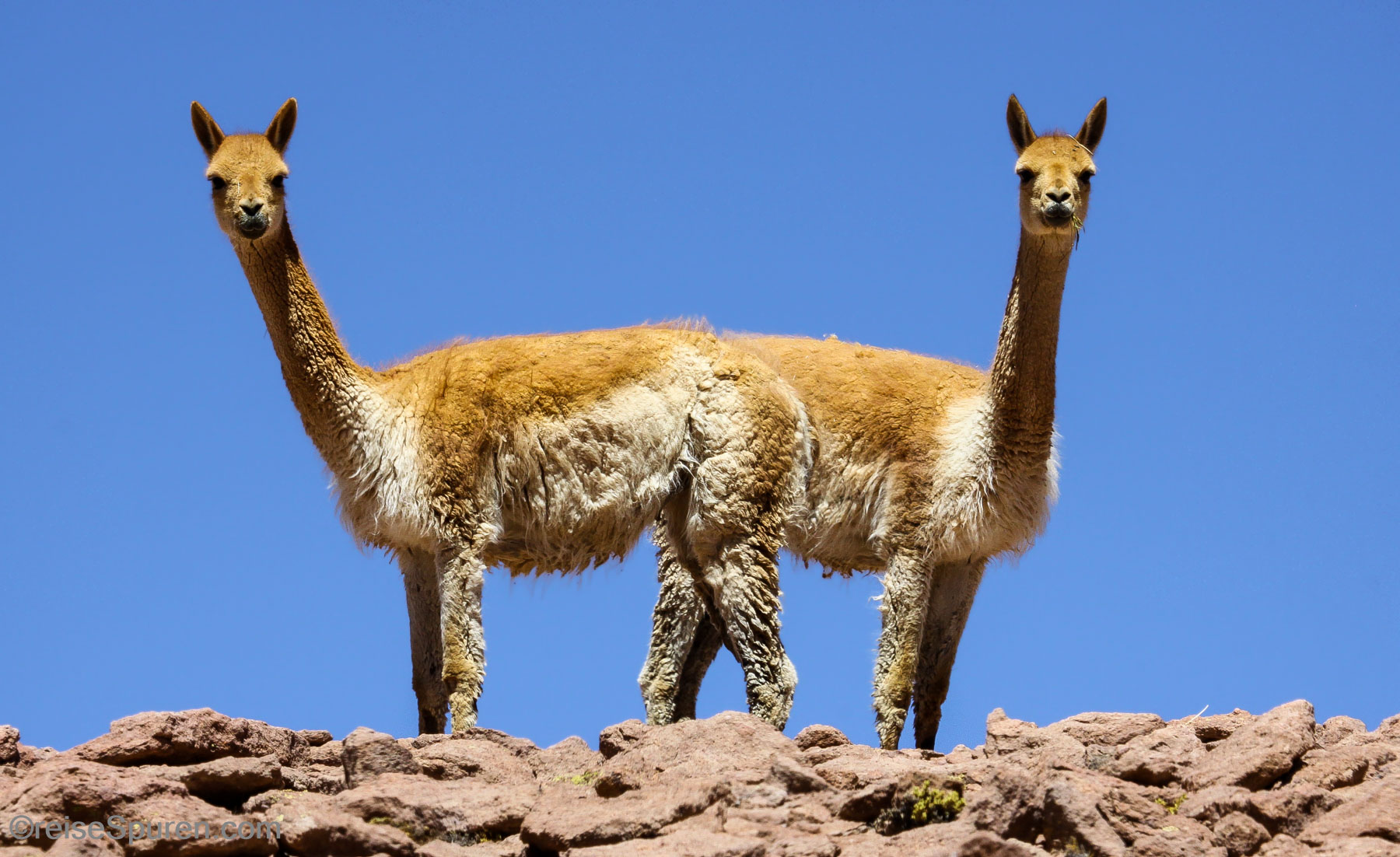 Vicuna