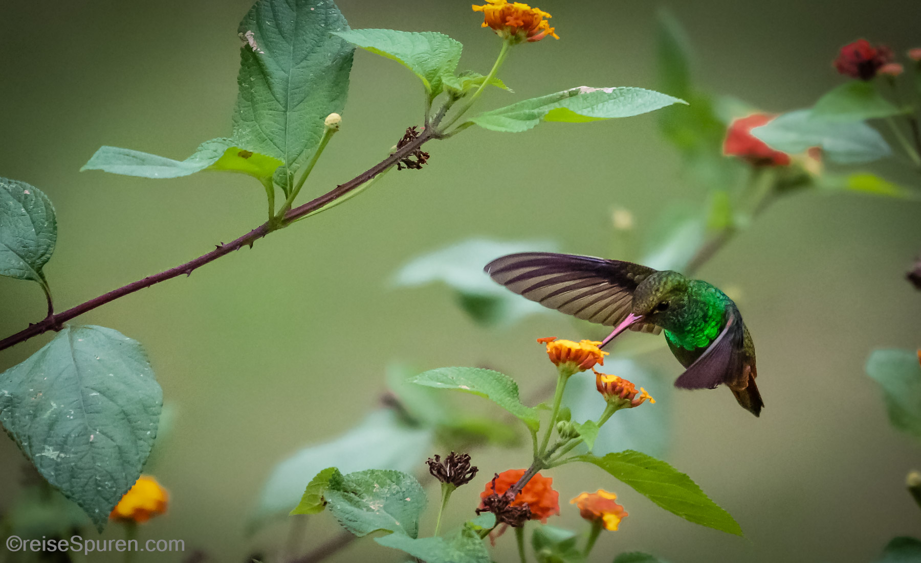 Kolibri