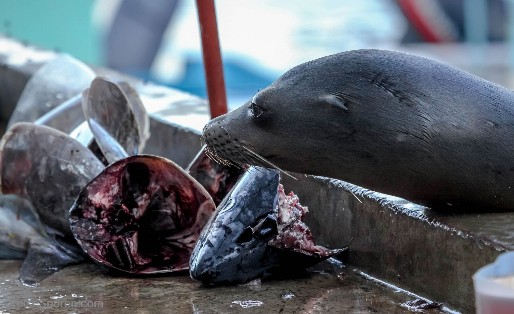 Galapagos-Seelöwe