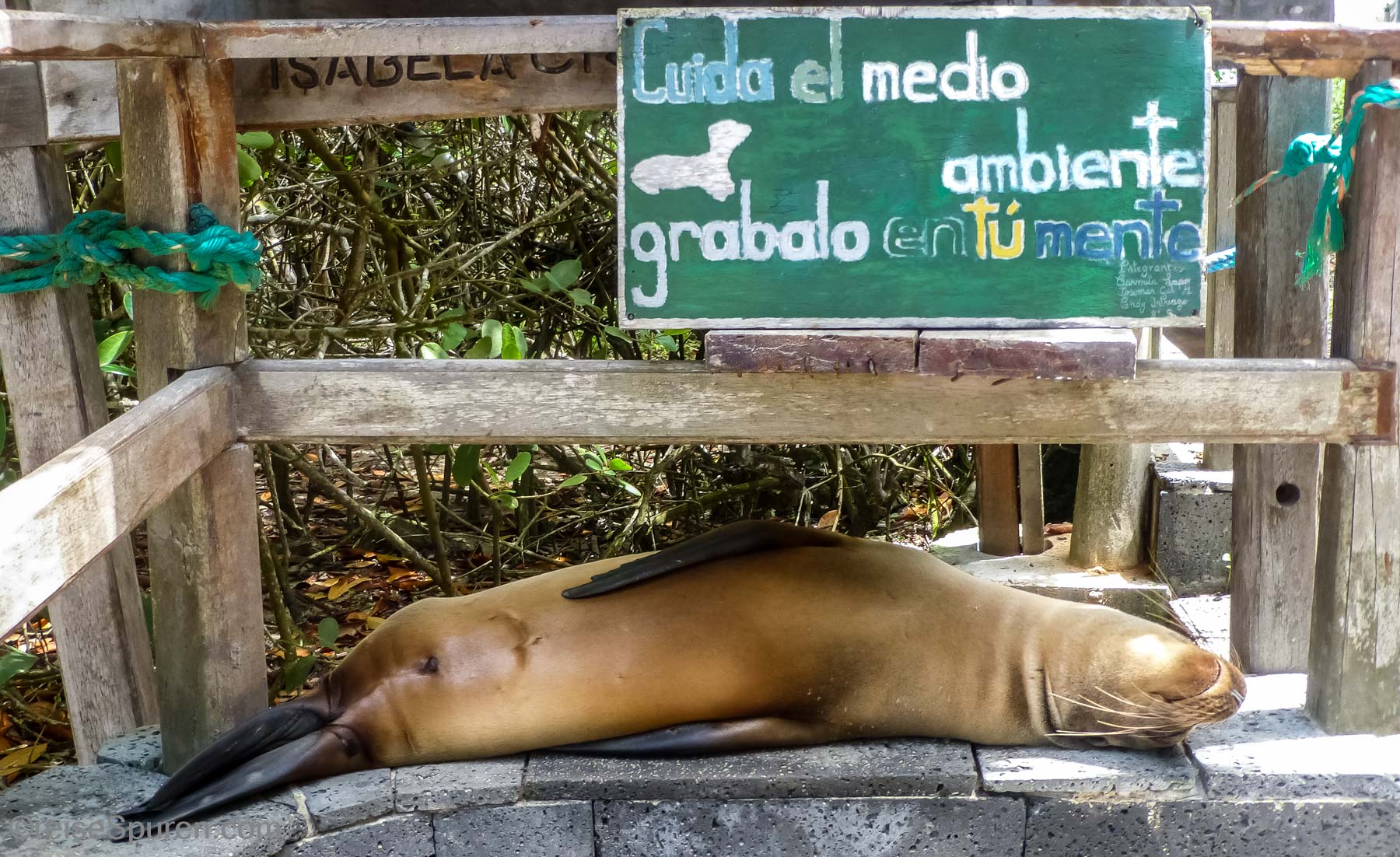 Galapagos-Seelöwe