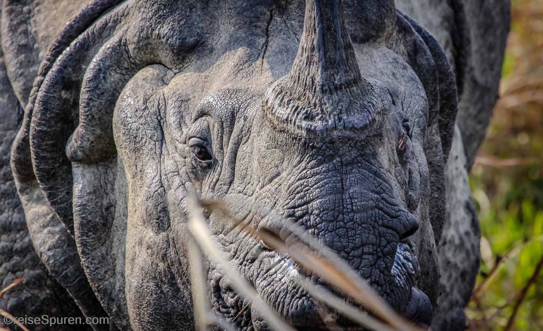 Panzernashorn