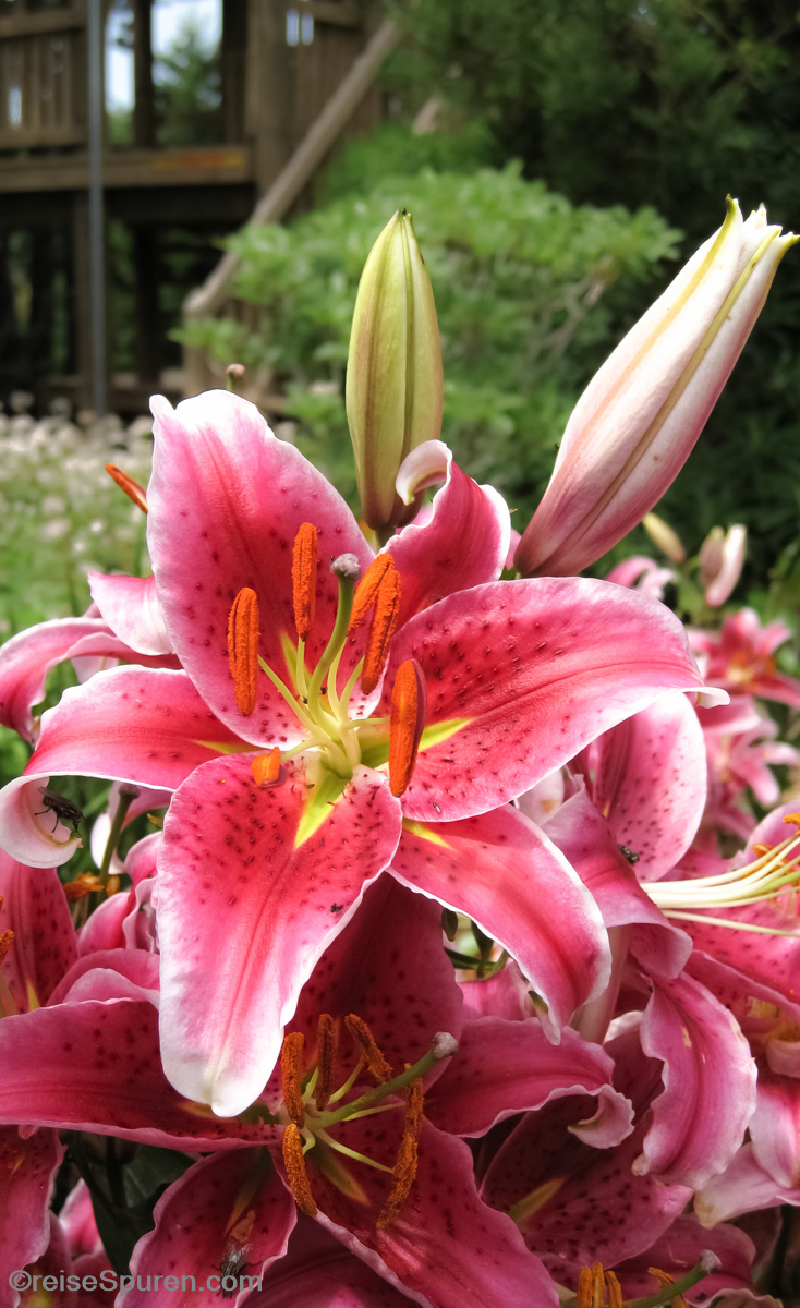 Lilien