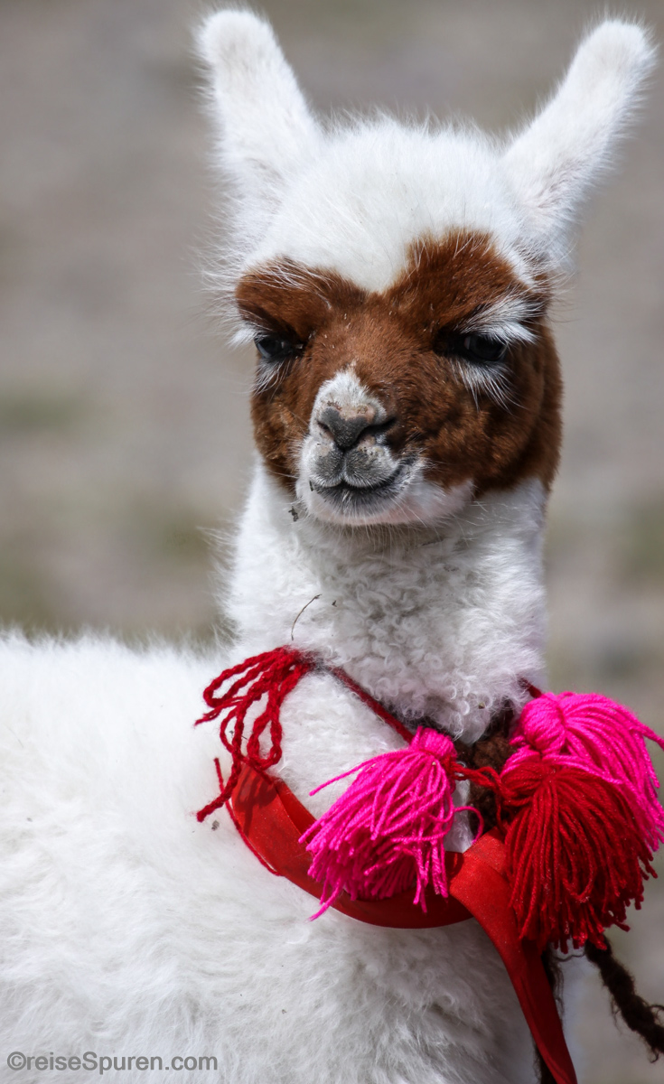 Lama
