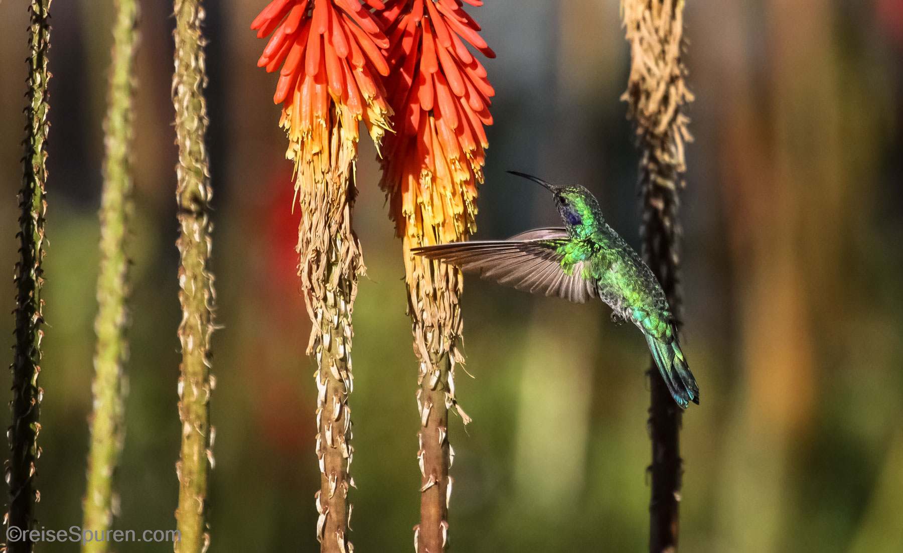 Veilchenohrkolibri