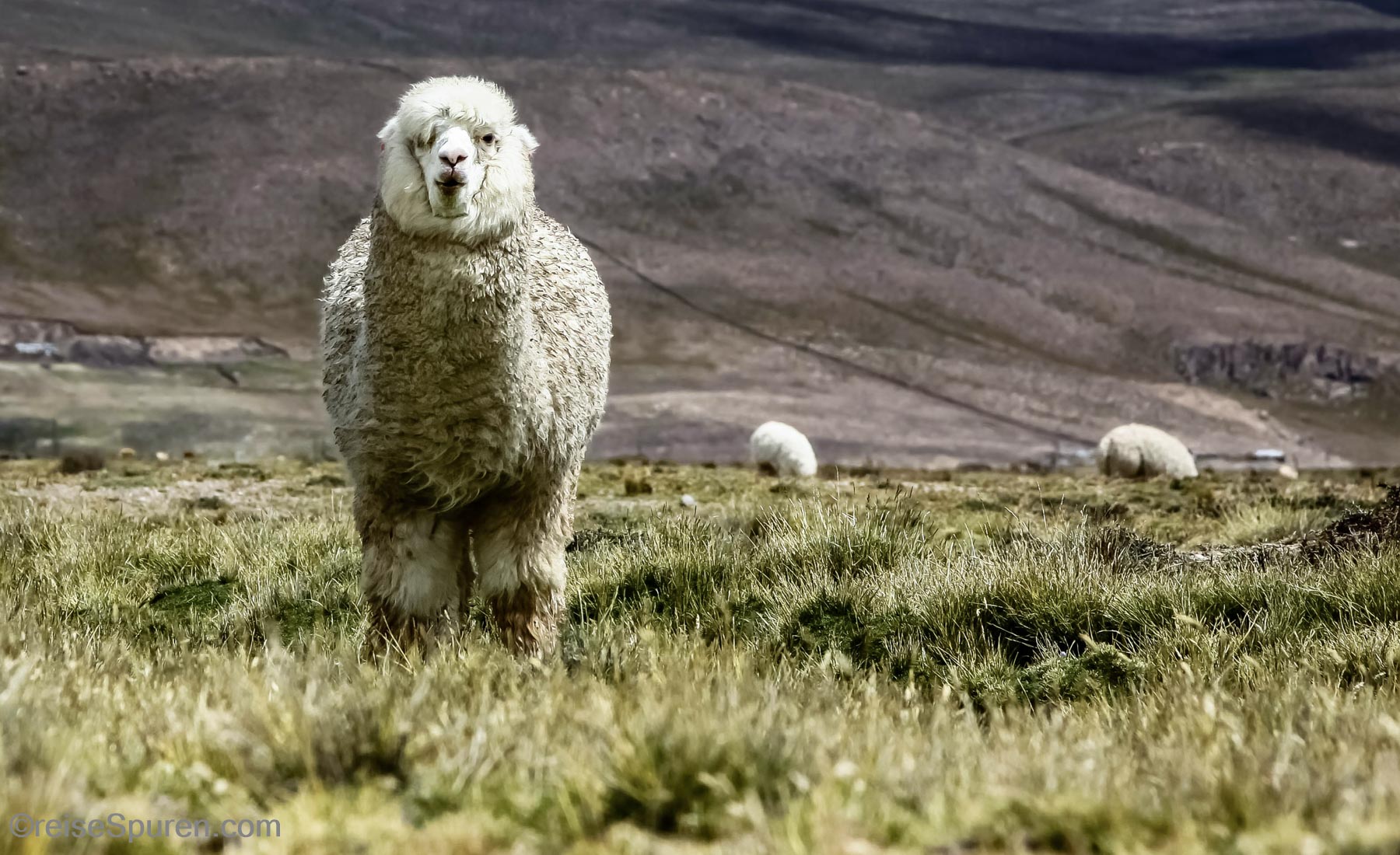 Alpaca