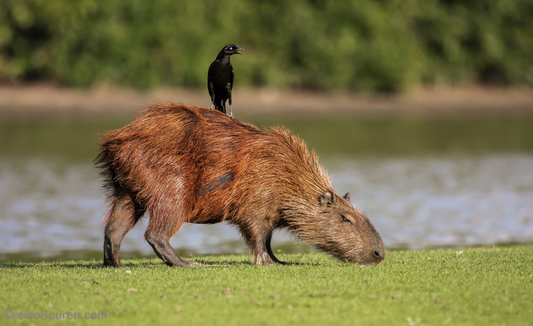 Reitschwein